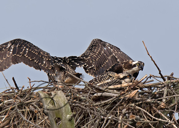Osprey