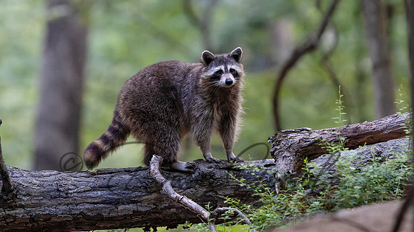 Raccoon