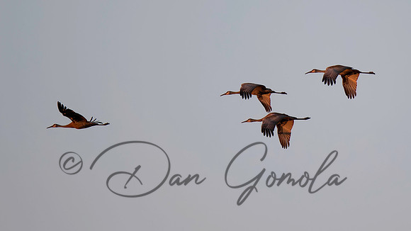 Sandhill Crane