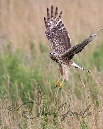Northern Harrier