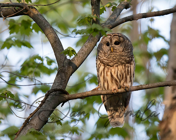 Barred Owl