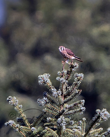 American Kestrel