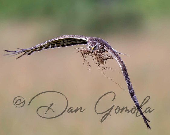 Northern Harrier