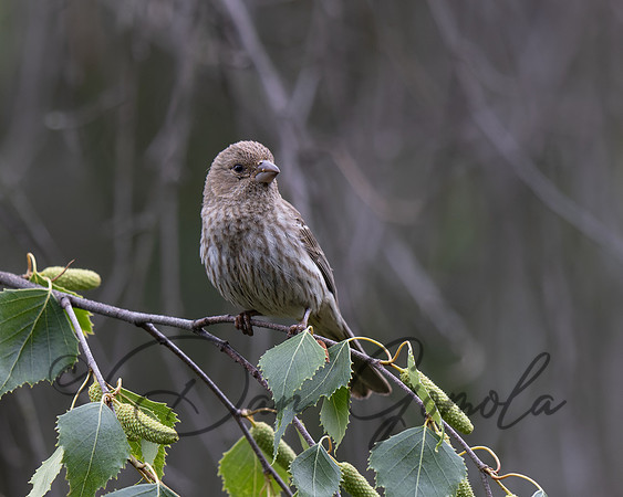 House Finch