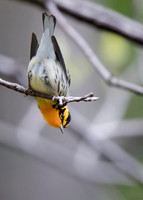 Blackburnian Warbler