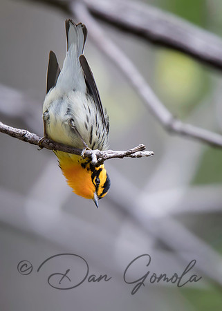 Blackburnian Warbler