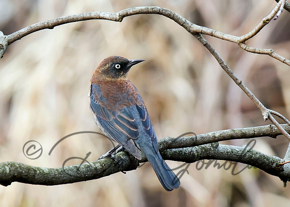 Rusty Blackbird