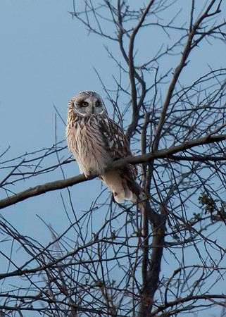 Short-eared Owl