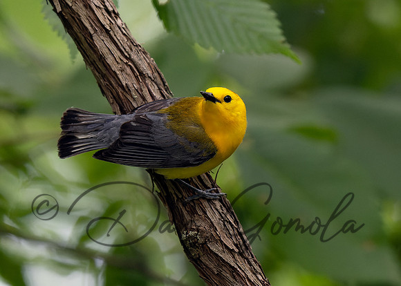 Prothonotary Warbler