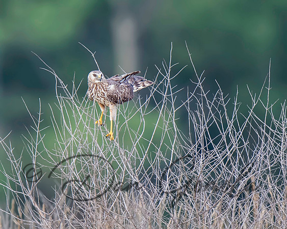 Northern Harrier