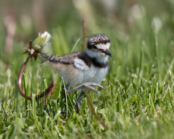 Killdeer