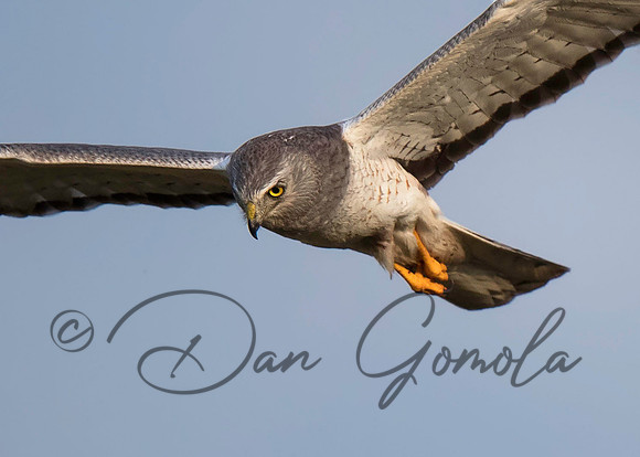 Northern Harrier
