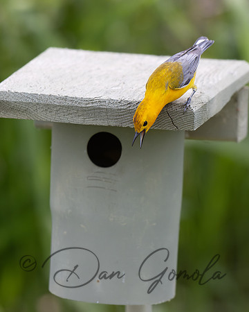 Prothonotary Warbler