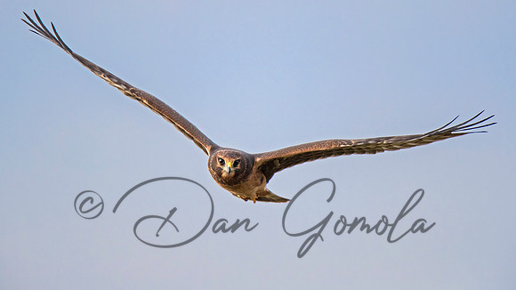 Northern Harrier