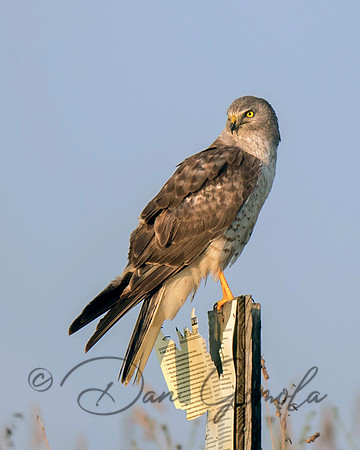 Northern Harrier