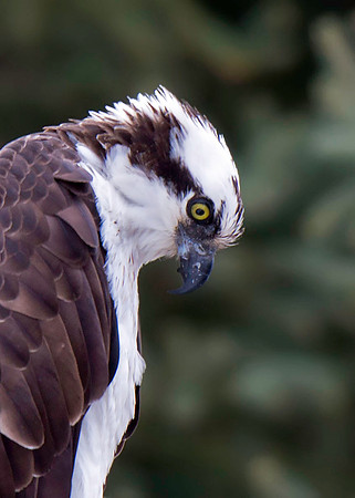 Osprey