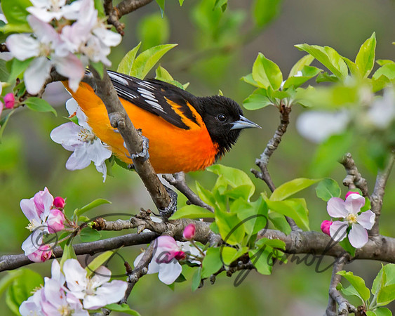 Baltimore Oriole