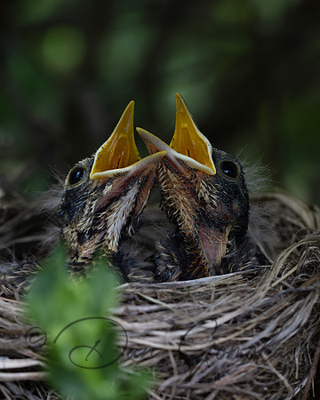 American Robin