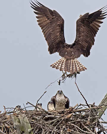 Osprey
