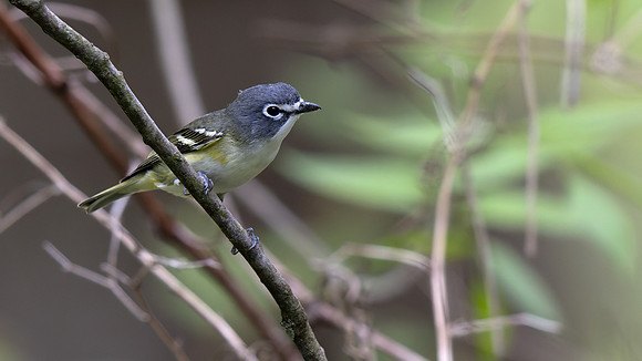 Blue-headed Vireo
