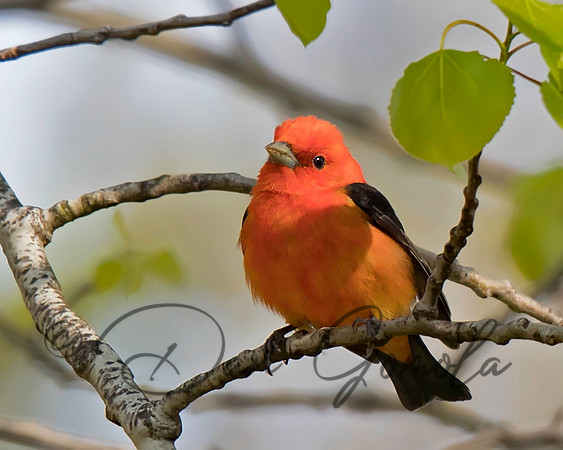 Scarlet Tanager