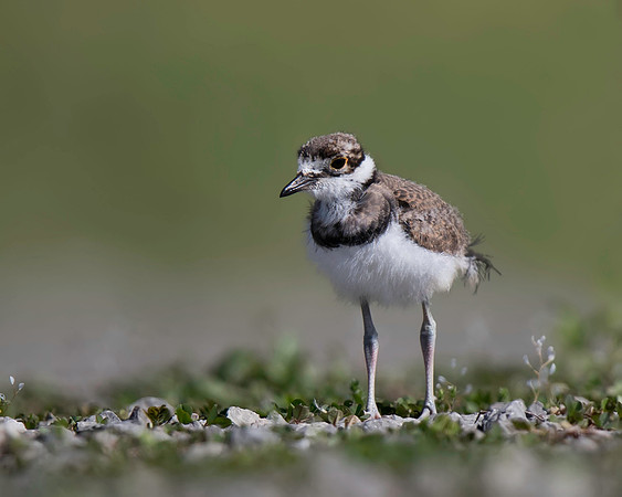 Killdeer