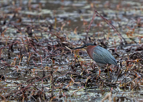 Green Heron