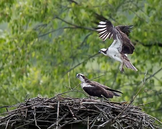 Osprey