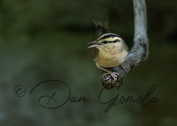 Worm-eating Warbler