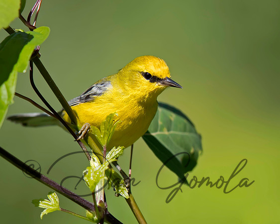 Blue-winged Warbler
