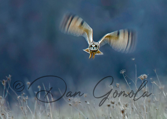 Short-eared Owl