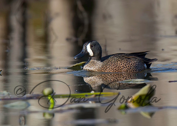 Blue-winged Teal