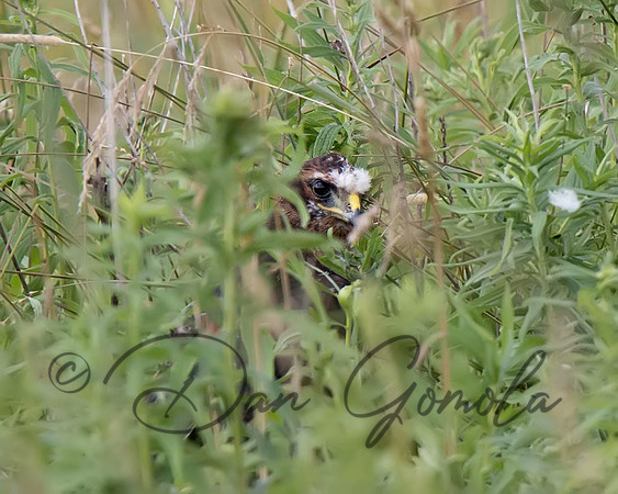 Northern Harrier