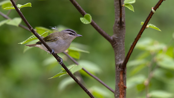 Red-eyed Vireo