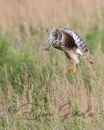 Northern Harrier