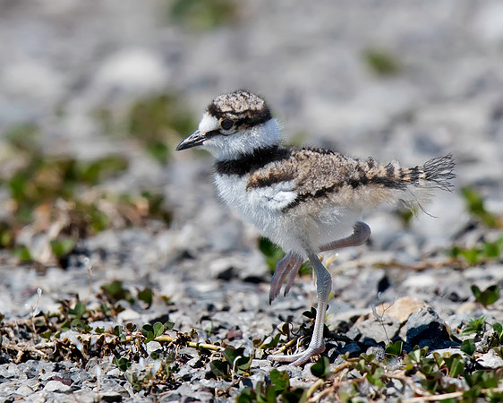 Killdeer