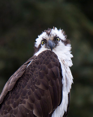 Osprey