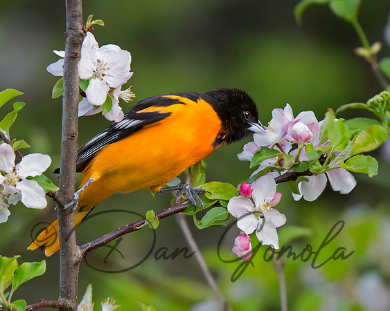 Baltimore Oriole