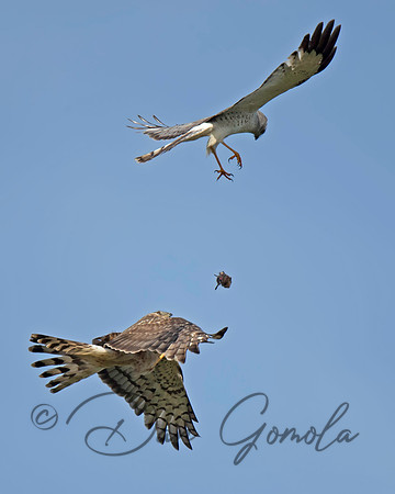 Northern Harrier
