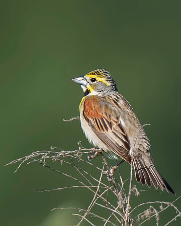 Dickcissel