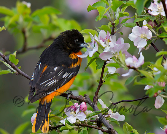 Baltimore Oriole