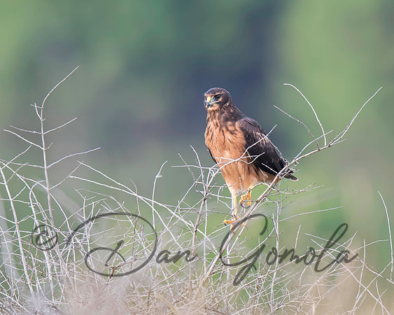 Northern Harrier