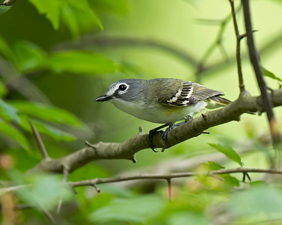 Blue-headed Vireo