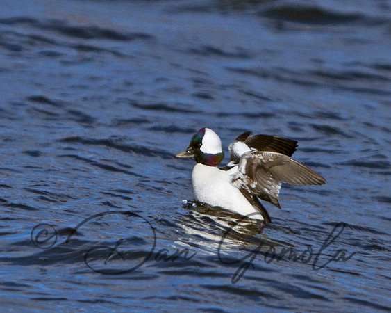 Bufflehead