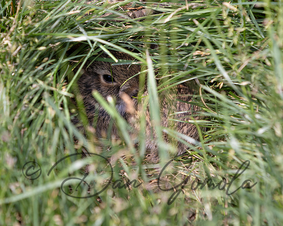 Cottontail Rabbit
