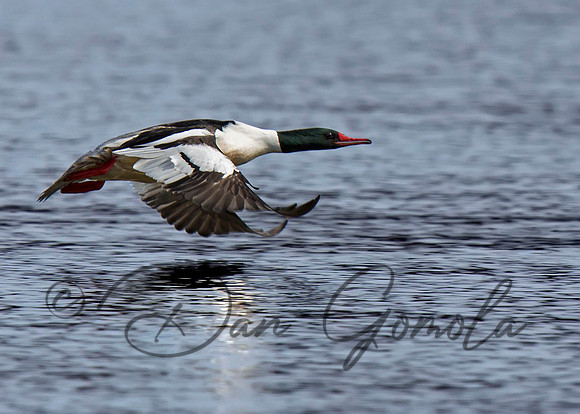 Common Merganser