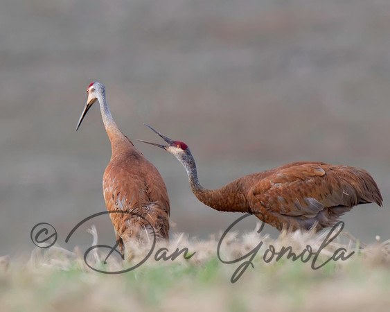 Sandhill Crane