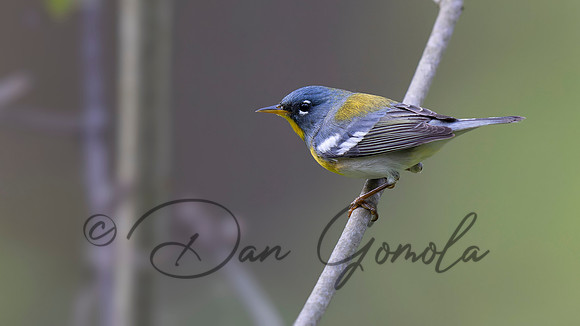Northern Parula