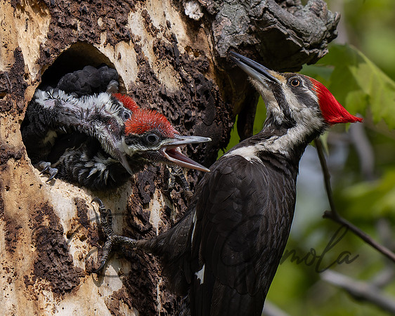 Pileated Woodpecker