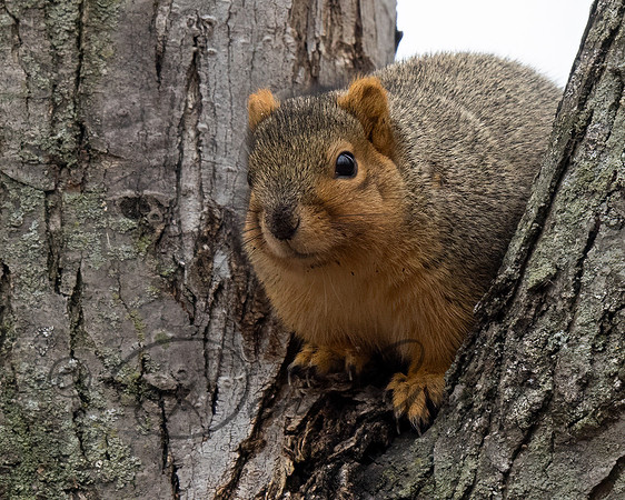 Eastern Fox Squirrel